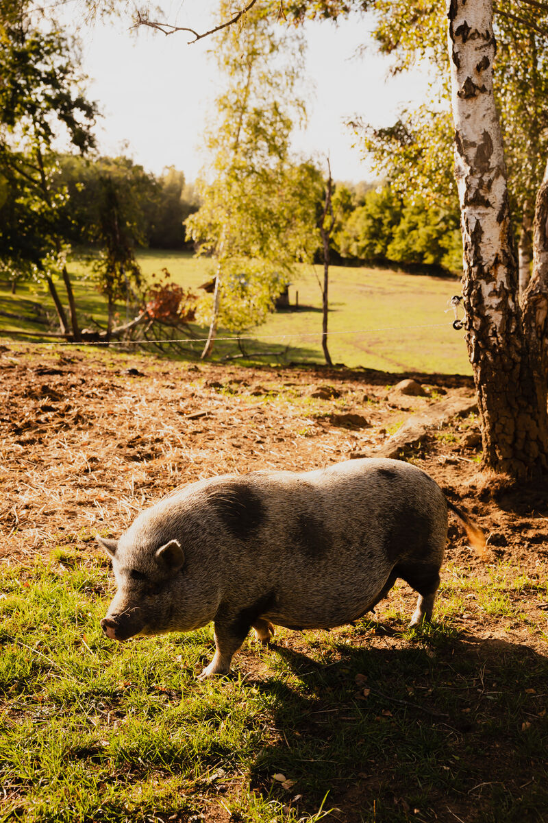 Werelddierendag 106
