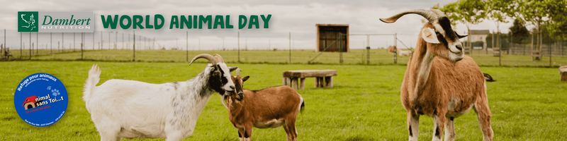 Werelddierendag Banner Compressed