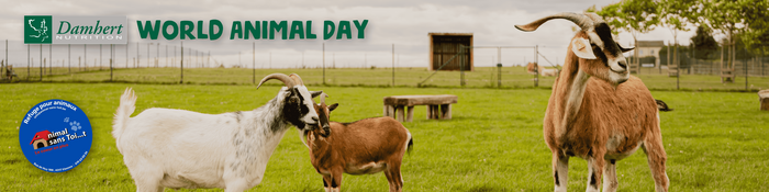Werelddierendag Banner Compressed